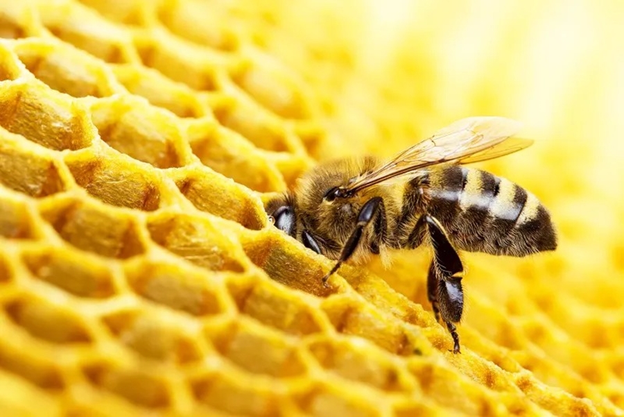 REGULAMENTAÇÃO: Lei sobre criação de abelhas sem ferrão em Porto Velho é sancionada