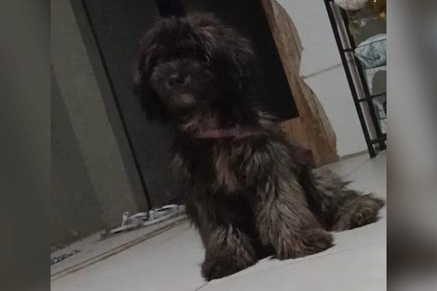 PROCURA-SE: Tutora busca por poodle desaparecida em Porto Velho