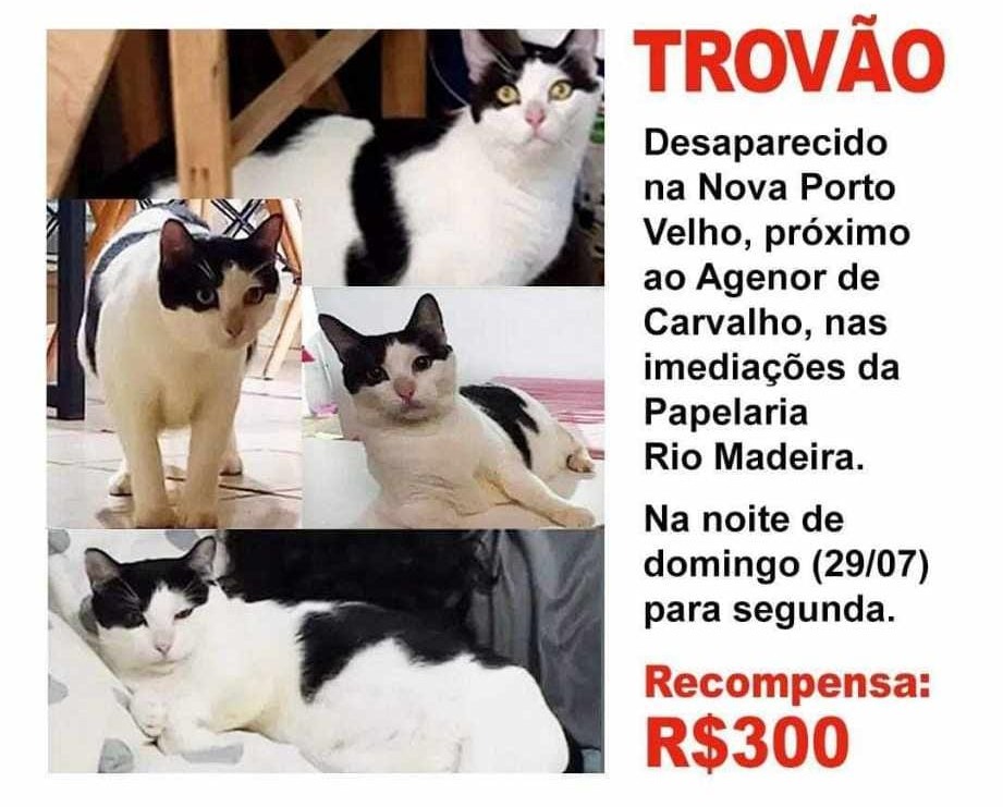 PROCURA-SE: Tutores oferecem recompensa por gato desaparecido em Porto Velho