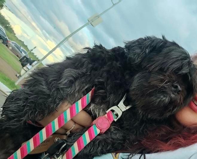 PROCURA-SE: Tutora busca por cachorro perdido em Porto Velho