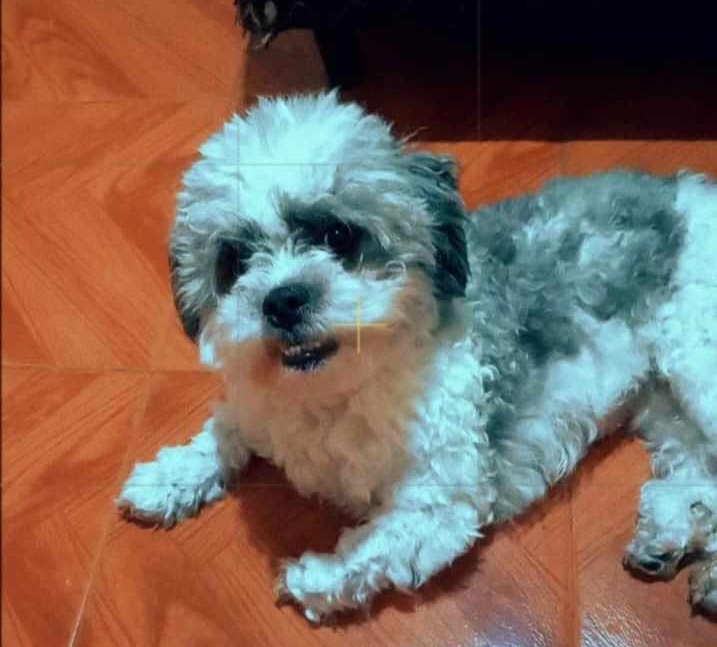 PODE AJUDAR?: Cadelinha da raça Shih-Tzu desaparece em Porto Velho