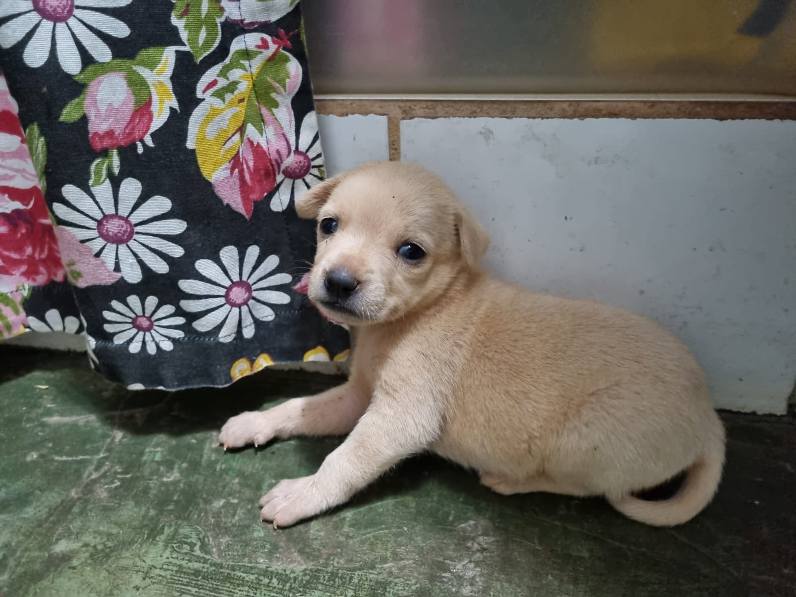 ADOÇÃO: Família resgata filhotes de cachorro abandonados na zona Sul de Pvh