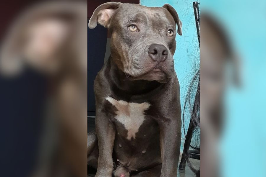 RECOMPENSA: Pitbull desaparecido na zona Leste de Porto Velho