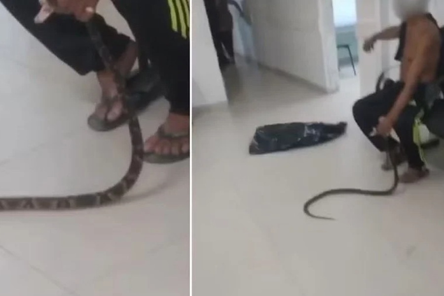 VÍDEO: Homem é picado por jararaca e leva cobra a UPA