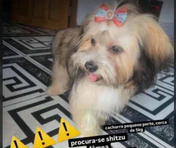 PROCURA-SE: Tutores buscam por Shih Tzu desaparecida na zona Sul 