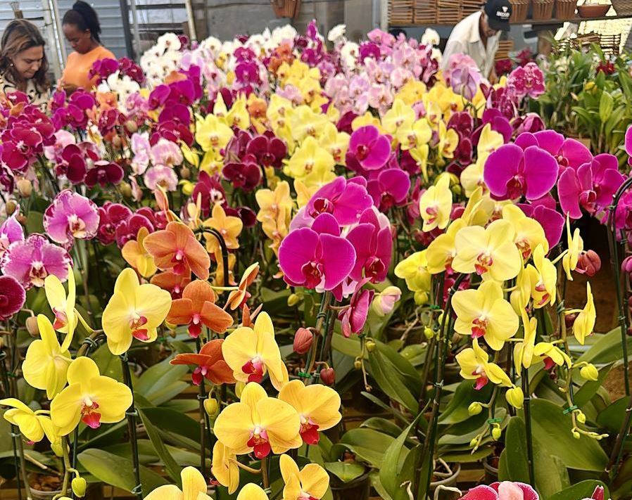 FLORES: Exposição de Orquídeas acontece neste fim de semana na capital