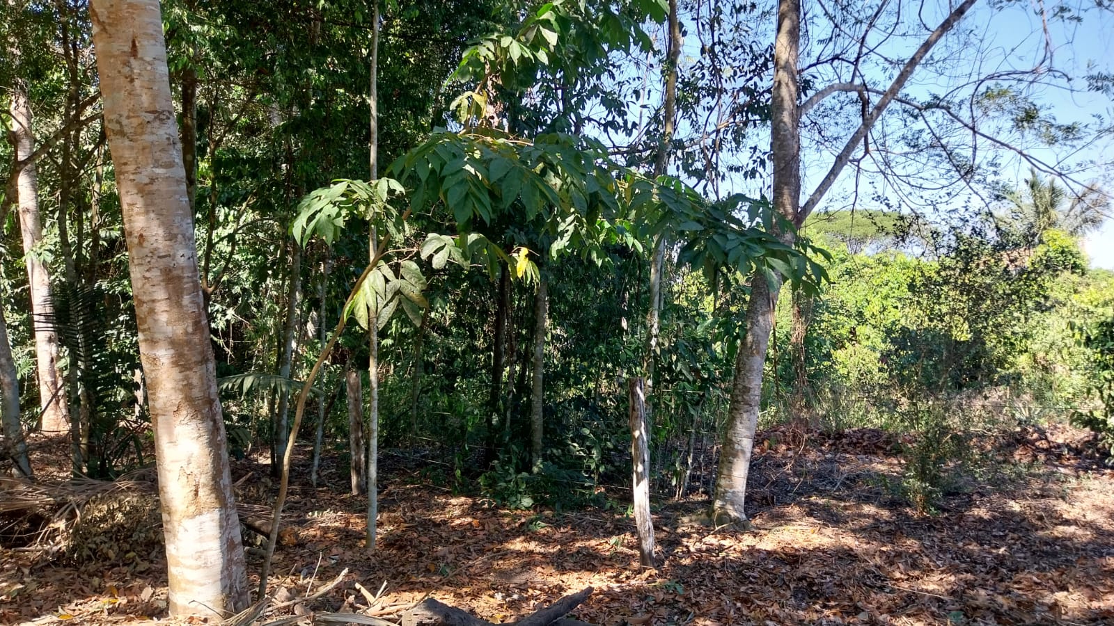 CRISE HÍDRICA: Recuperação de nascentes e matas ciliares é chave para preservar o futuro da Amazônia 