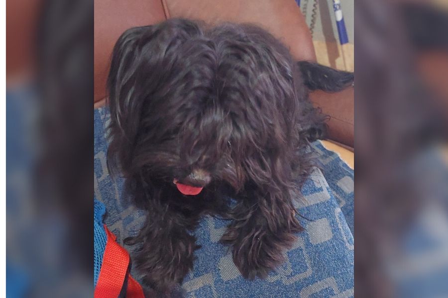 É SEU?: Cachorro da raça Shih-Tzu é encontrado perdido em Porto Velho