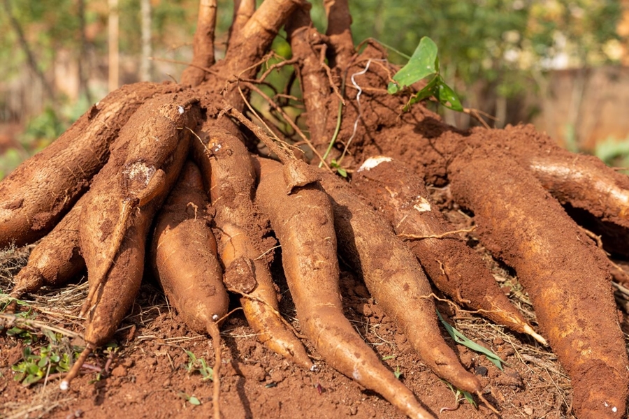 SINERGIA: Sebrae e Embrapa unem forças para impulsionar a produção de mandioca em RO