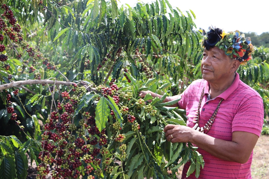 CAFEICULTURA INDÍGENA: Governo de RO Impulsiona com assistência, inovação e sustentabilidade