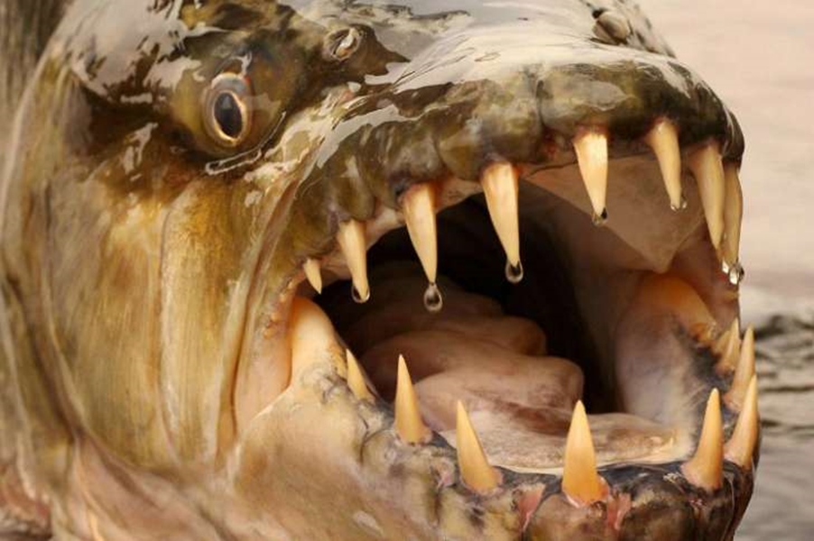 MUITO ESTRANHO: O peixe-tigre do Congo é frequentemente chamado de 'piranha gigante'