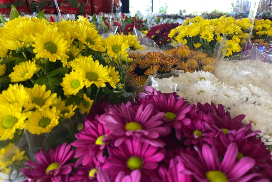 CORES: Festival de Flores de Holambra chega a Porto Velho e já encanta visitantes