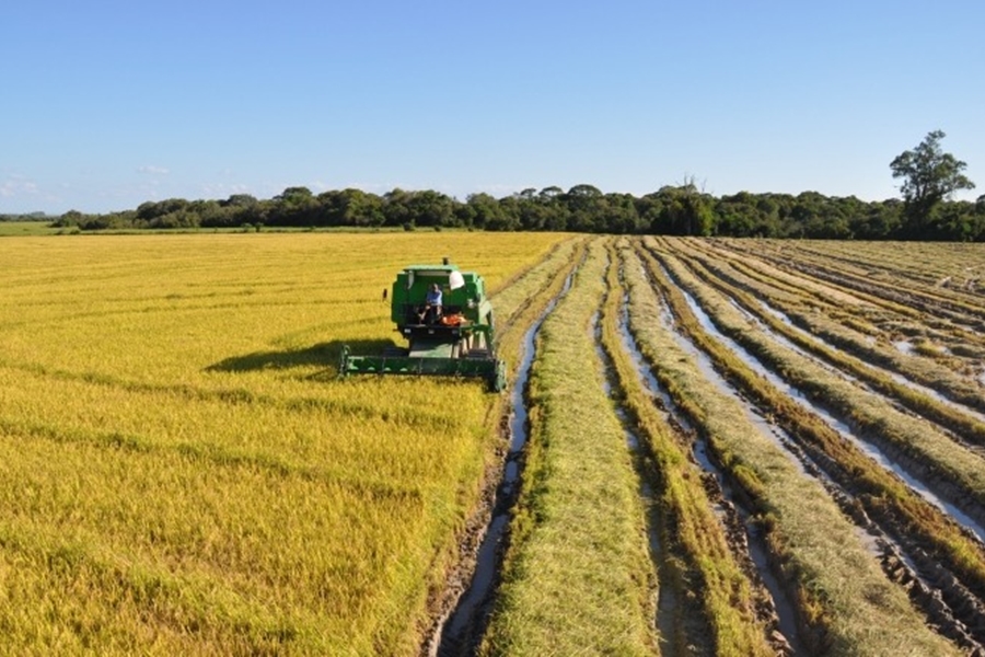 ALIMENTAÇÃO: Governo Federal institui o programa Arroz da Gente contra a fome