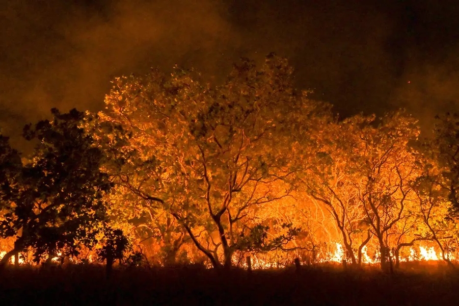 FLORESTA: Incêndios colocam Amazônia sob o risco de extinção de espécies da fauna e flora