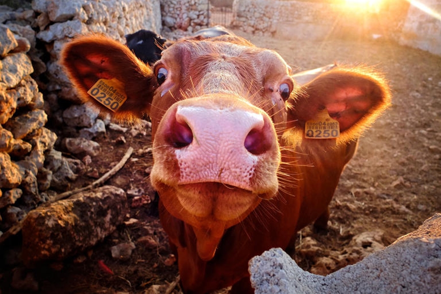 CARNE ARTIFICIAL: Tendência mundial levanta discussões sobre vantagens e riscos à saúde 