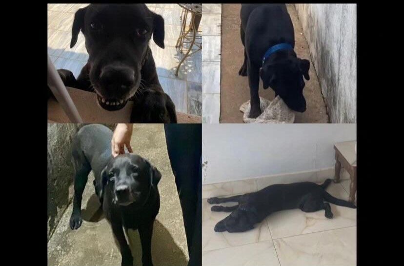 JAKE: Labrador desaparecido no bairro Três Marias em Porto Velho