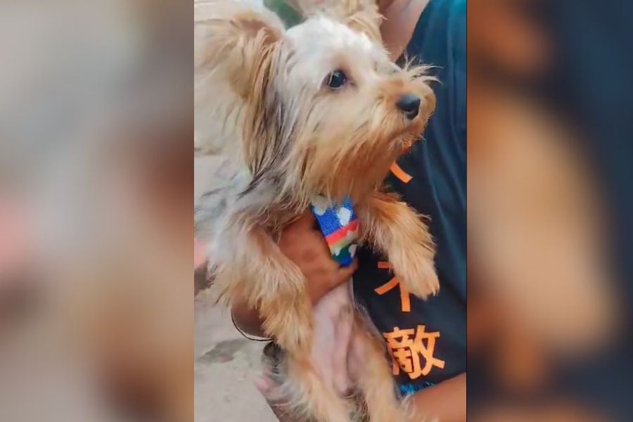 SANSÃO: Cachorro desaparece no bairro Castanheira em Porto Velho