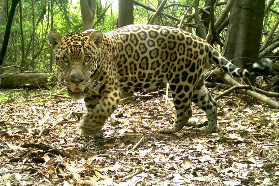 CONSERVAÇÃO: Mais de seis mil onças-pintadas vivem em áreas protegidas na Amazônia