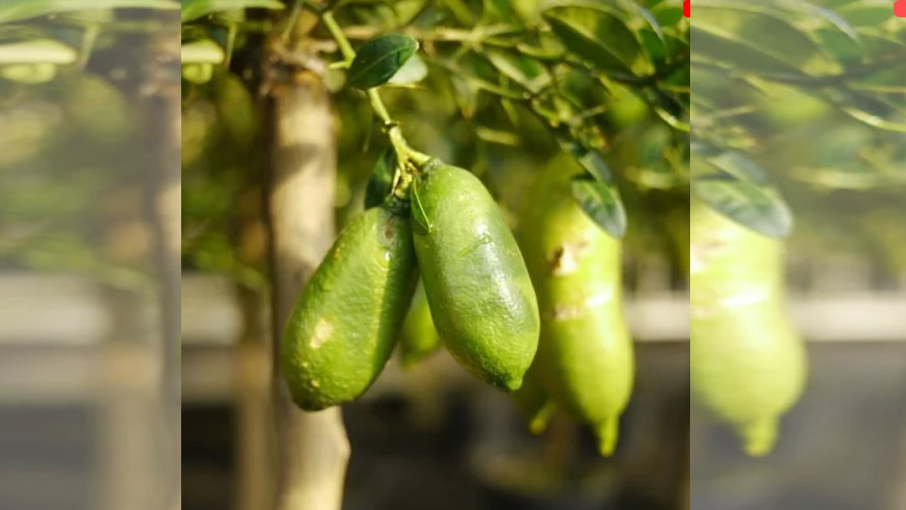 LIMÃO CAVIAR: Fruta exótica conquista a alta gastronomia 