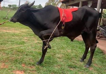 TRÁGICO: Criança de quatro anos morre após levar coice de bezerro 