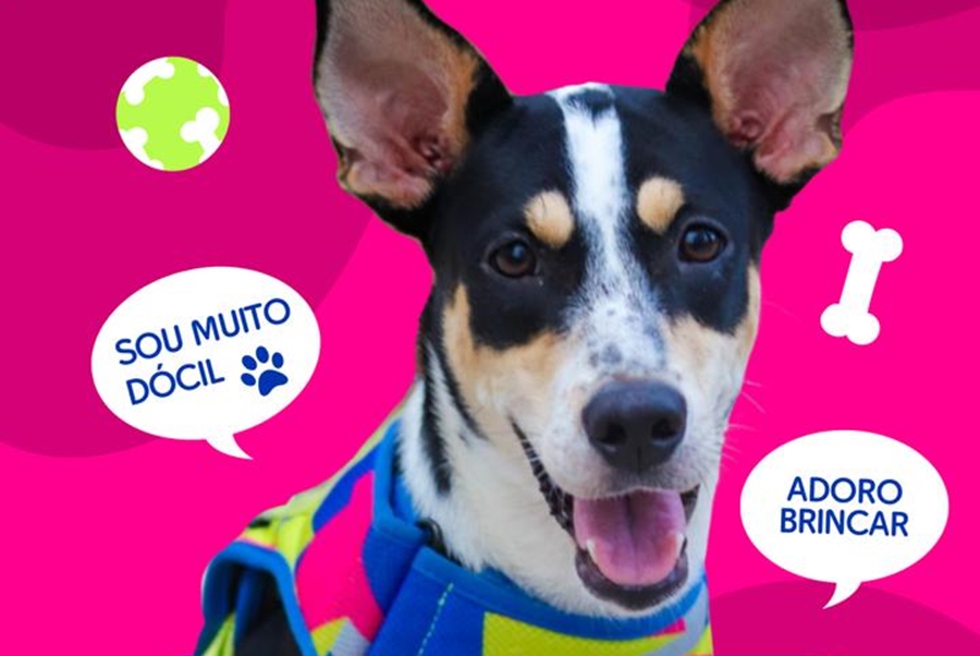 ADOÇÃO RESPONSÁVEL: Cachorrinha sobrevivente busca lar em Porto Velho