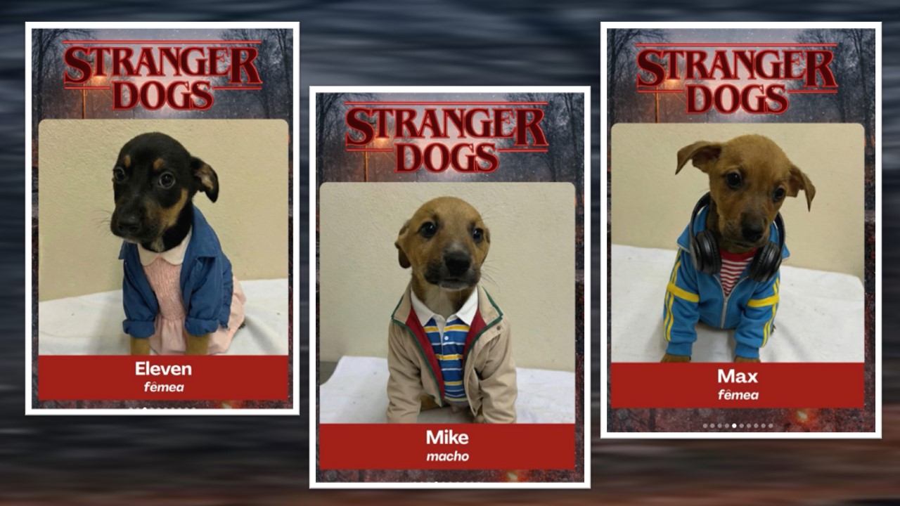 FOFURAS: Abrigo divulga pets fantasiados de Stranger Things para incentivar adoção