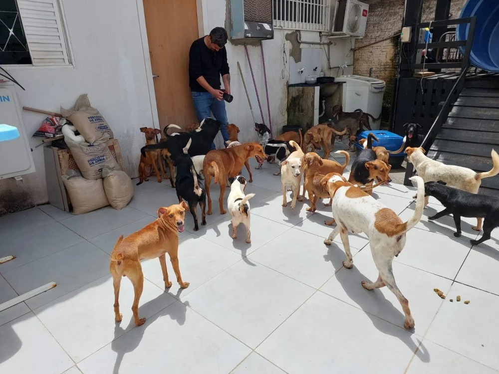 EM VILHENA: Vigilância Sanitária recolhe 47 cães mantidos em residência no bairro 5º BEC