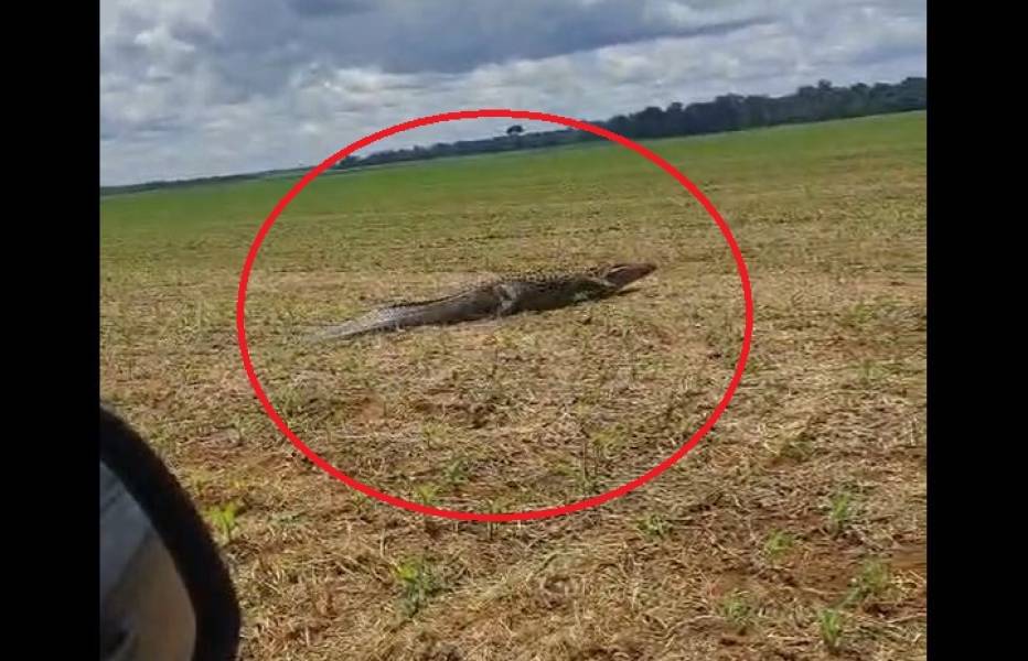 RONDÔNIA: Servidor de Corumbiara registra 'superjacaré' atravessando plantação de milho