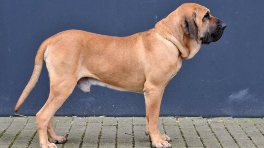 GENOMAS DE CÃES: Genética do Fila Brasileiro e do Fox Paulistinha desafia a ideia de 'raça pura'