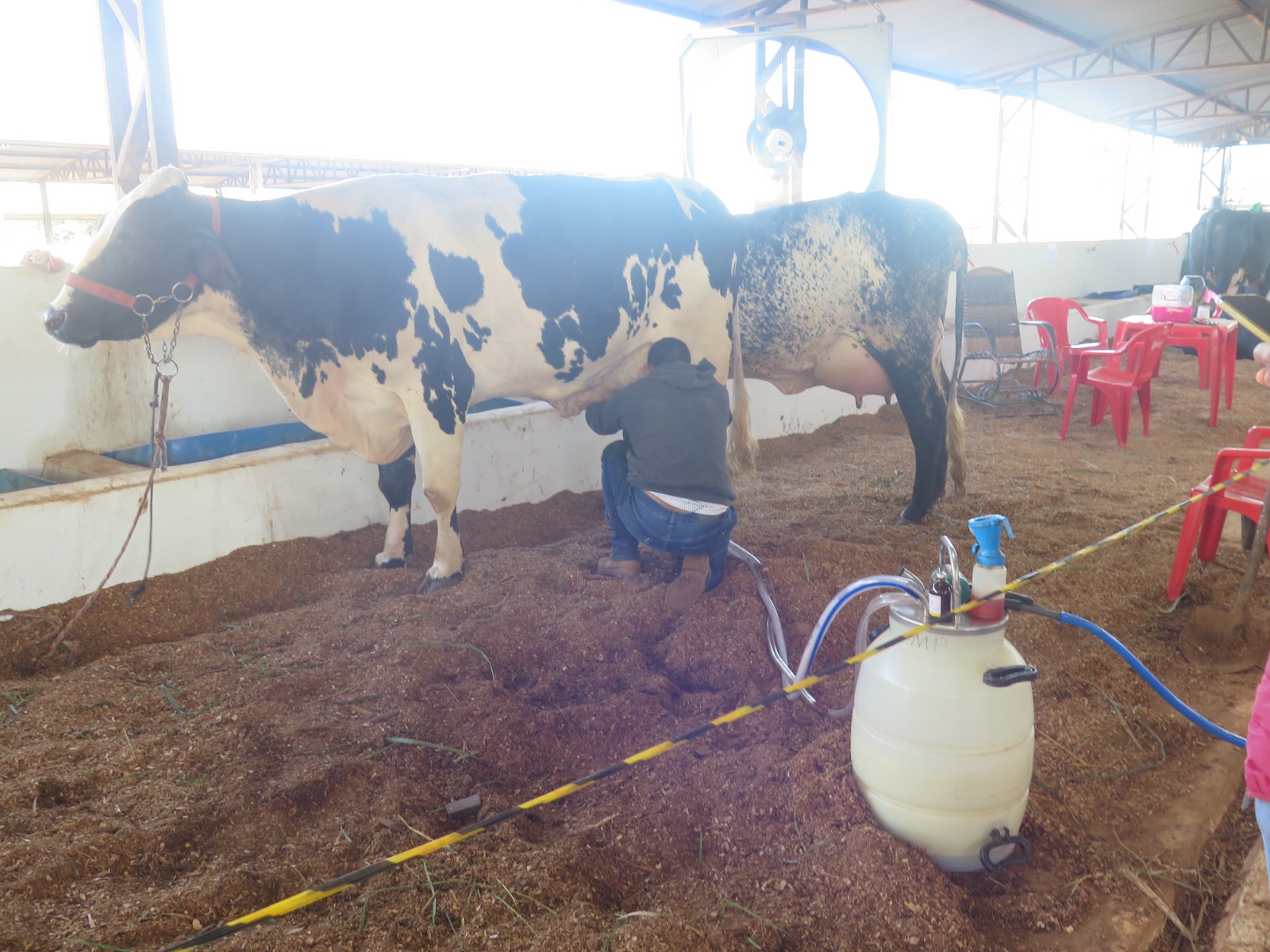 EM COLORADO DO OESTE: Concurso Leiteiro da 38ª Expocol tem início e reúne 19 produtores 