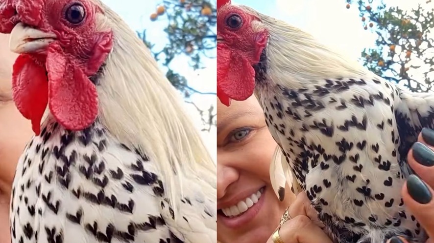 GALO DO AMOR: Ave com penas em formato de coração viraliza às vésperas do Dia dos Namorados