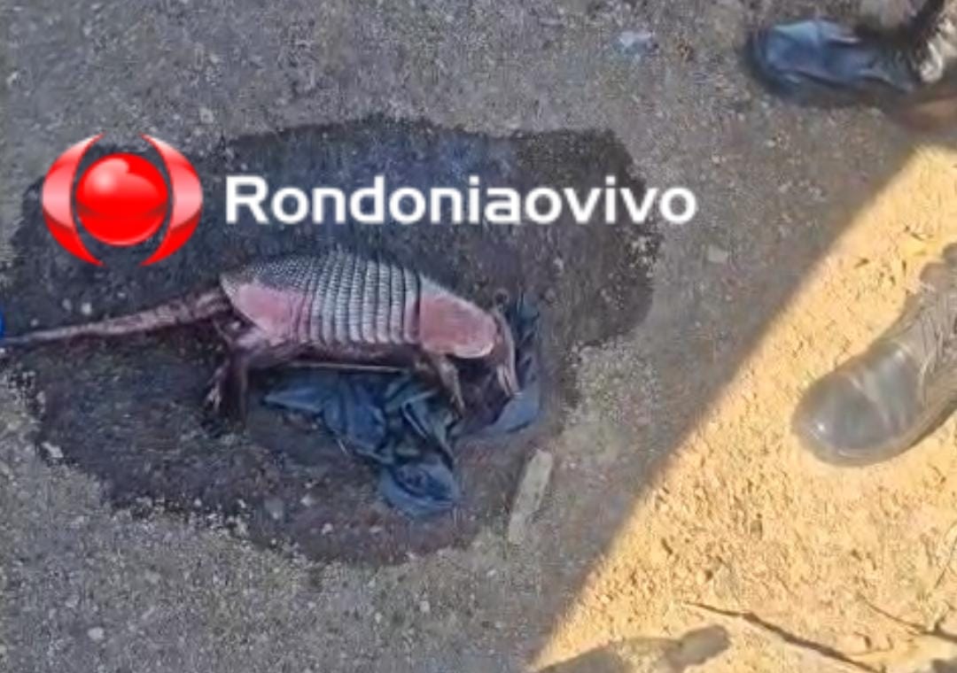 QUEIMADAS: Policiais militares do 1° BPM salvam tatu que ia morrer carbonizado