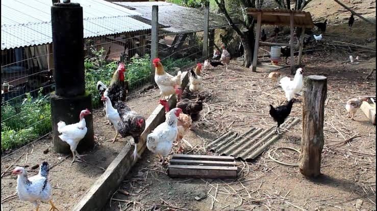 DOIS TIROS: Homem de 38 anos é baleado em galinheiro na BR-319