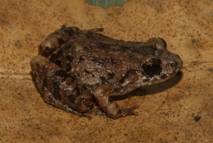 VARCENA: Cientistas descobrem nova espécie de rã em florestas alagadas da Amazônia 
