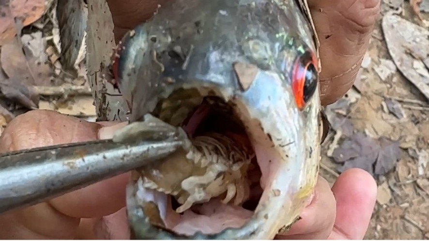PARASITA: Piolho-comedor-de-língua é retirado de piranha em Rondônia