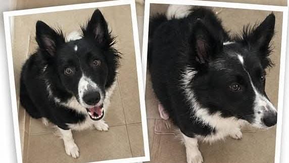 PROCURA-SE:  Cachorra desaparece e família pede ajuda para encontrá-la