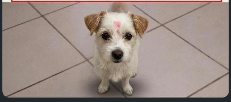 PROCURA-SE: Família procura cachorrinha Xuxa que sumiu em PVH