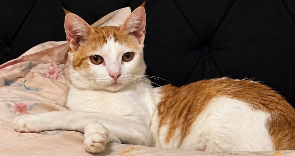 VOCÊ VIU?: Gata desaparece no Triângulo em PVH 