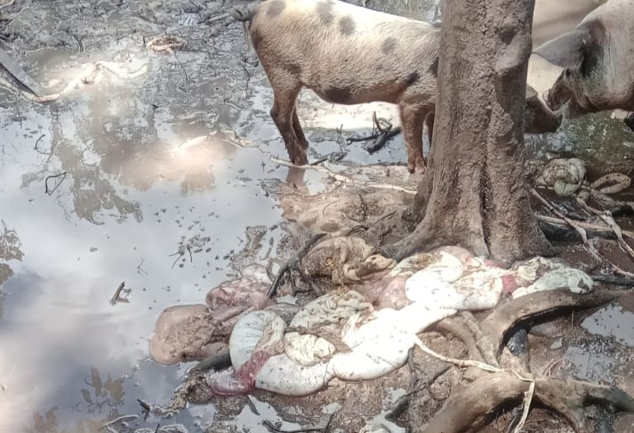 VILHENA: Criminosos matam porcas prenhas e furtam animais em chácara