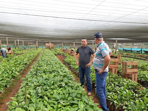 PRÓ-CAFÉ: 700 mil mudas de café clonal serão distribuídas a partir de dezembro