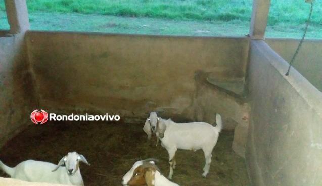 CRIME: Quarteto é flagrado com 10 animais furtados de fazenda na Estrada da Penal