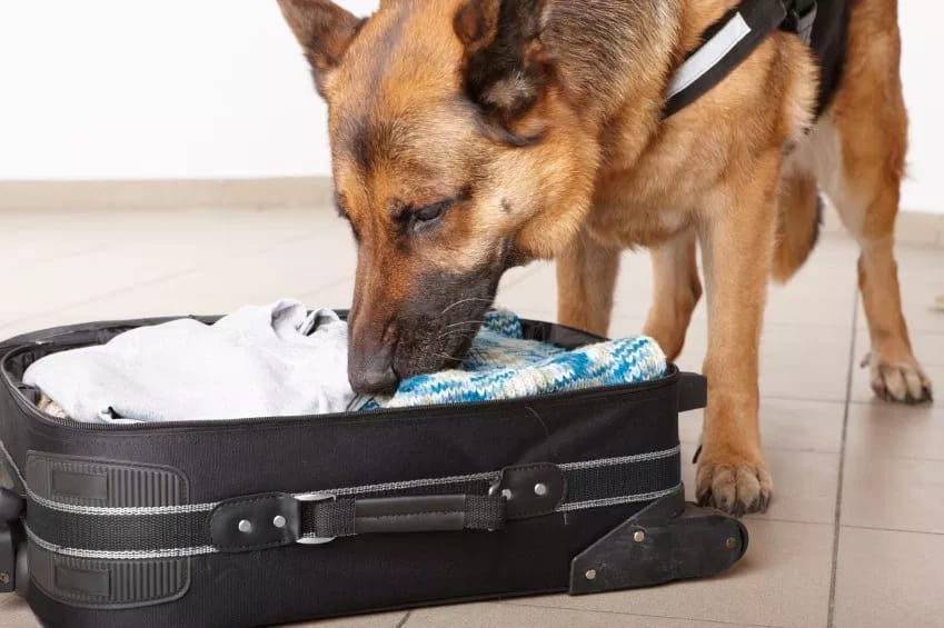 NO CHEIRO: Cão descobre cerca de 10 quilos de droga no aeroporto e passageiro é preso