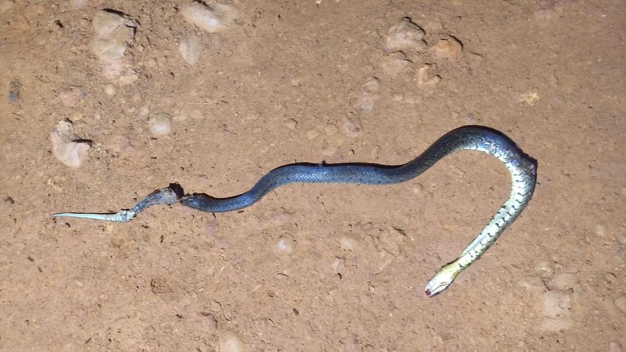 ABANDONO DE INCAPAZ: Cobra aparece em casa e avó é presa por deixar netos sozinhos