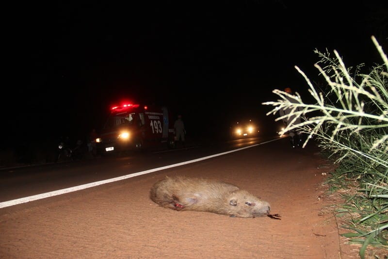 TRÁGICO: Motociclista morre após atropelar capivara na BR-364 em Porto Velho