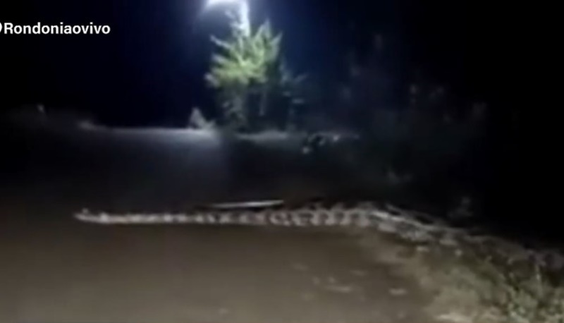 IMPRESSIONANTE: Cobra gigante é flagrada atravessando rua em bairro de Guajará-Mirim