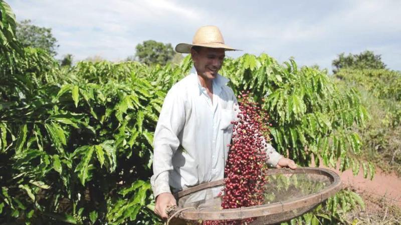 CAFEICULTURA: Técnicos e empresários conhecem potencialidade do café produzido em RO