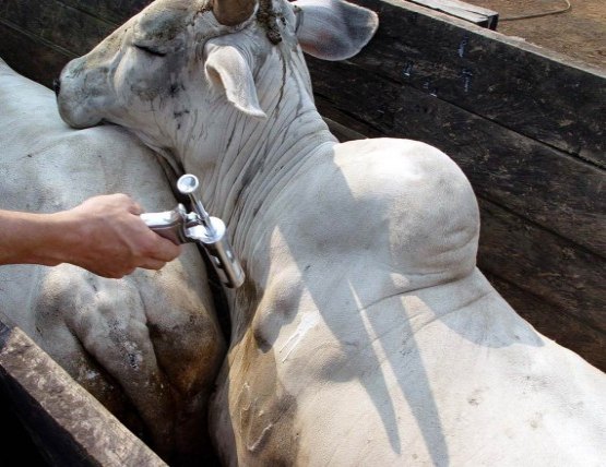 Começa dia 15 em Rondônia a 41ª etapa de vacinação contra a febre aftosa