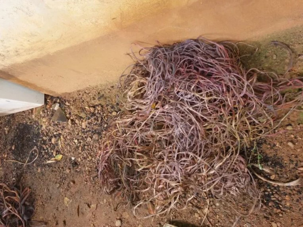 CACOAL: Suspeito conhecido como 'Capacete' é preso após furtar e queimar fios no Centro