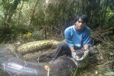 Anaconda gigante que teria matado três é morta na Bolívia 