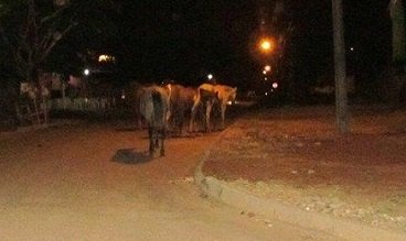 Cavalos passeiam pelo centro da cidade oferecendo risco de acidente